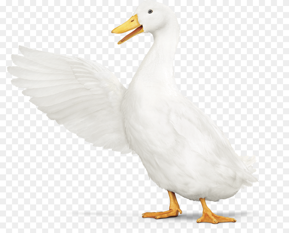 Aflac Duck Pointing Left Aflac Duck Transparent Png Image