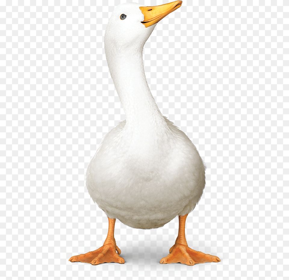 Aflac Duck01 Aflac Duck, Animal, Bird, Goose, Waterfowl Free Transparent Png