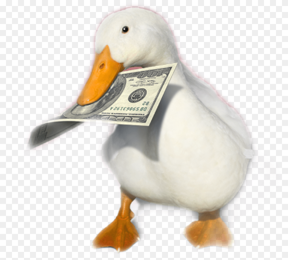 Aflac You Ve Heard Of Elf On The Shelf Now Get Ready For, Animal, Beak, Bird, Penguin Png