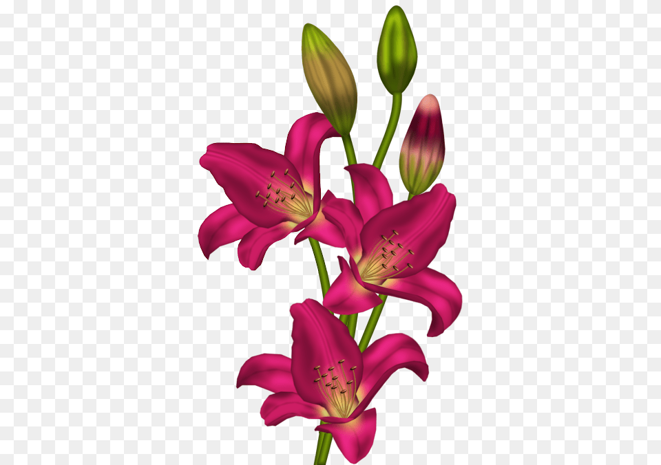 Aflame Flowers Flowers Clip Art And Lilium, Anther, Flower, Plant, Lily Free Png