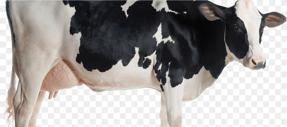 Aflatoxin Effects On Cattle, Animal, Cow, Dairy Cow, Livestock Free Png Download