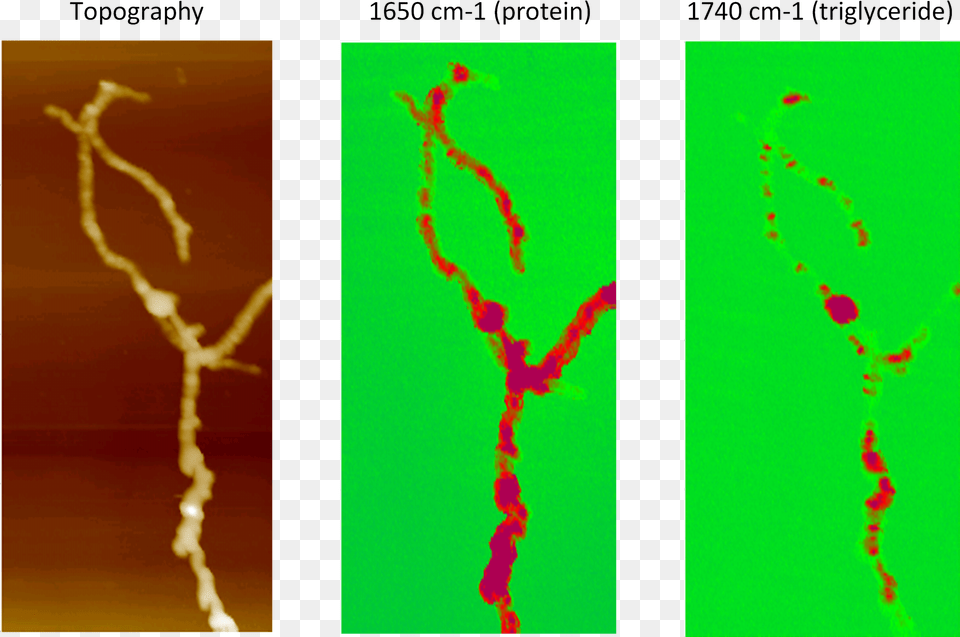 Afm Ir Of Streptomyces Bacteria Png Image