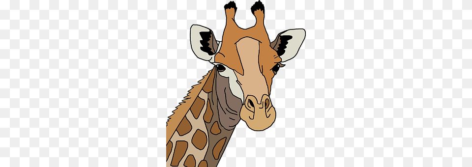 Africa Animal, Giraffe, Mammal, Person Free Png Download