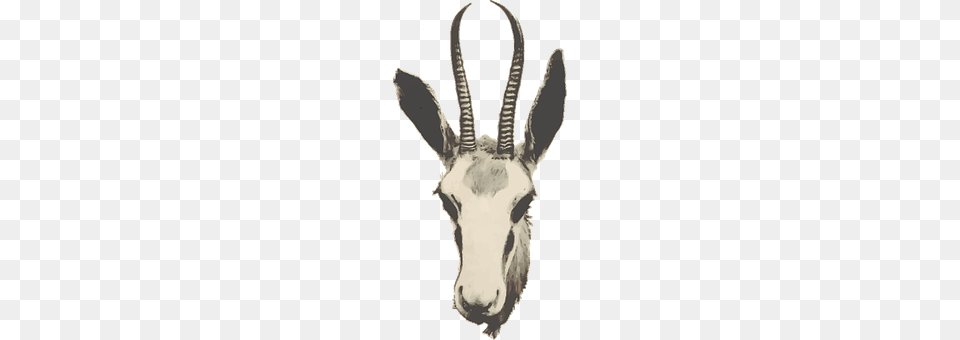 Africa Animal, Antelope, Wildlife, Gazelle Free Transparent Png