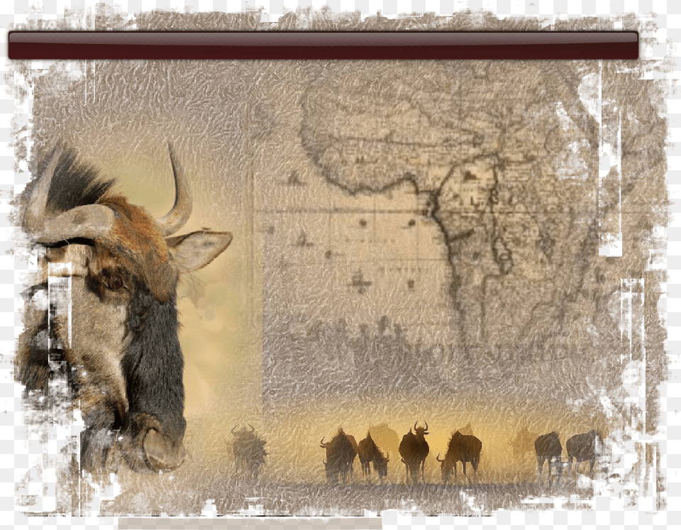 Africa 1688 Panoramic Map 16x135 Giclee Art, Animal, Mammal, Wildlife, Antelope Png Image