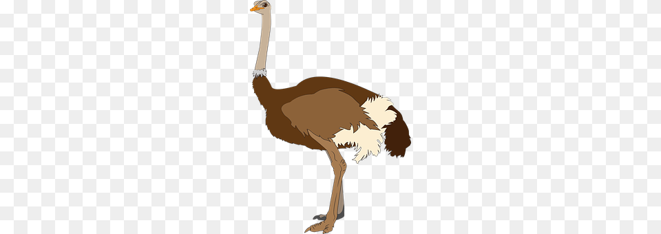 Africa Animal, Bird, Ostrich, Person Png