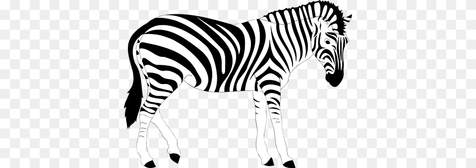 Africa Animal Striped Stripes Wild Zebra Z Zebra Illustration, Mammal, Wildlife Free Png