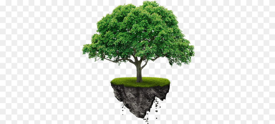 Africa Breathing Proffessional Tree Services Tree, Oak, Plant, Potted Plant, Sycamore Free Transparent Png