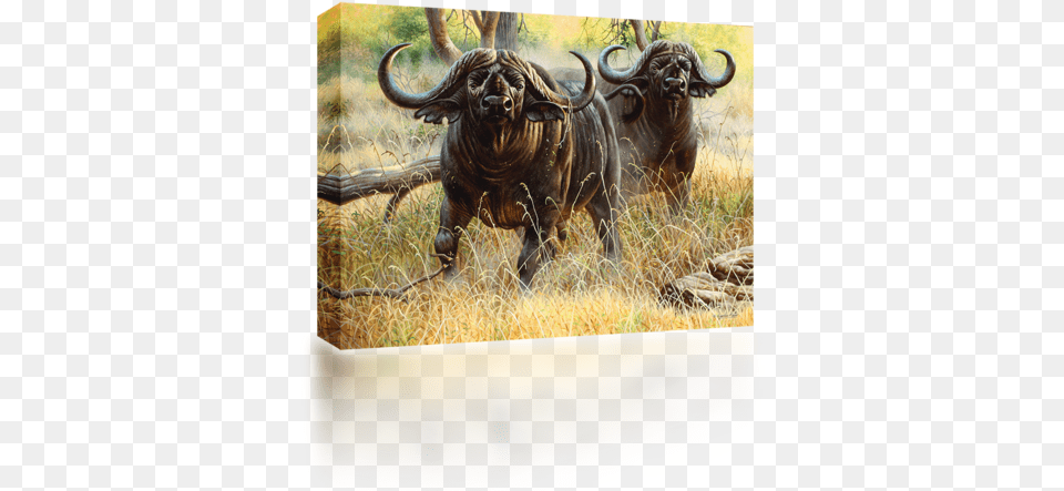 Africa Water Buffalo Art, Animal, Bull, Mammal, Wildlife Png