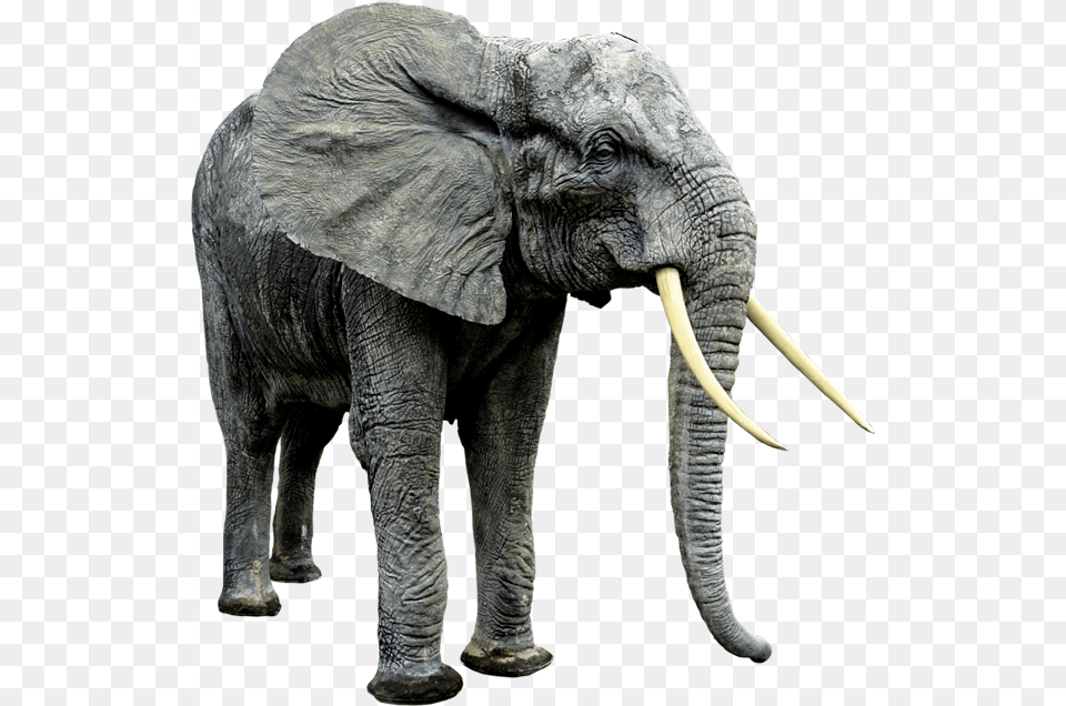 African Animals Big Animal And Small Animal, Elephant, Mammal, Wildlife Png Image