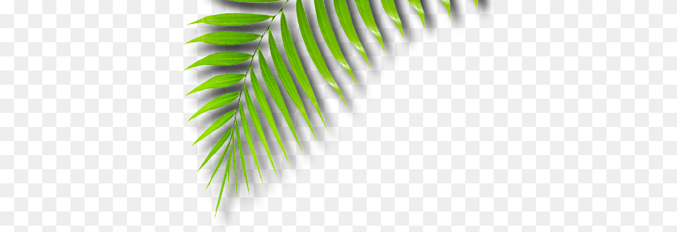 African Art In West Palm Beach African, Fern, Plant, Vegetation, Leaf Png Image