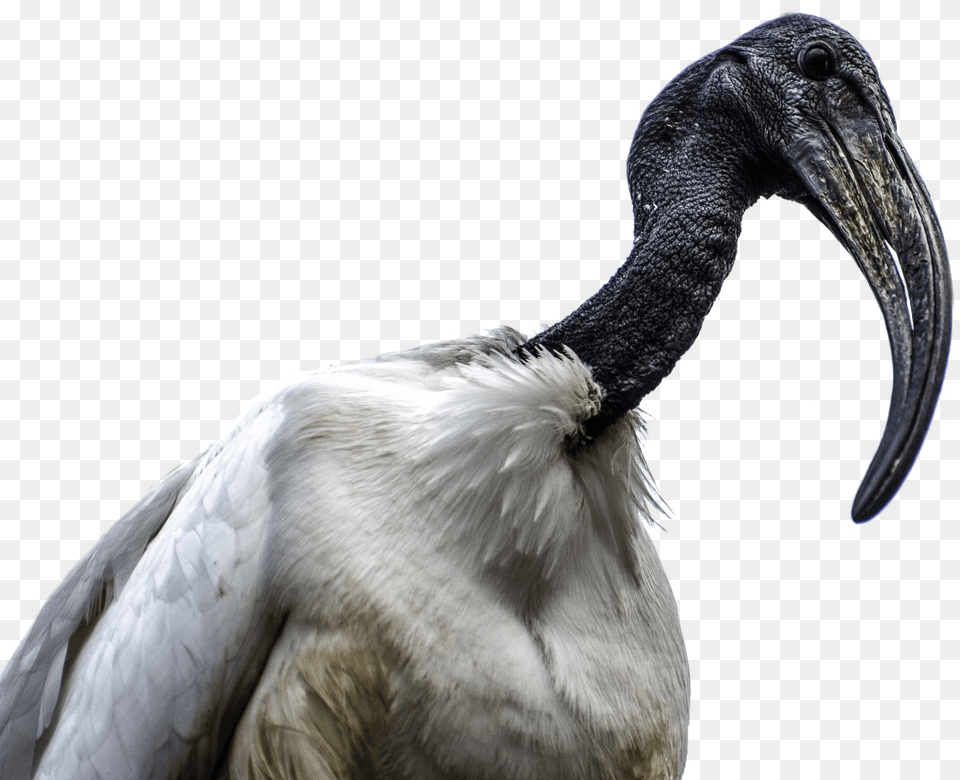 African Bird Image African Sacred Ibis, Animal, Beak, Vulture, Stork Free Png