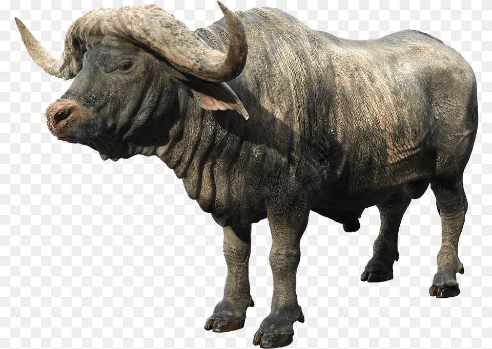 African Buffalo, Animal, Bull, Mammal, Wildlife Png Image