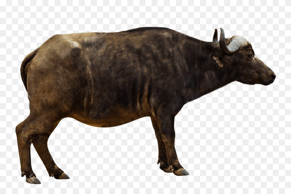 African Buffalo Pics, Animal, Bull, Cattle, Livestock Free Png Download