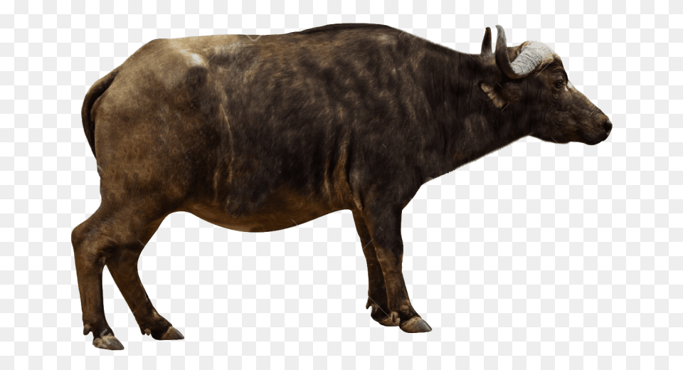 African Buffalo Pics Images Cape Buffalo Side View, Animal, Bull, Cattle, Livestock Png