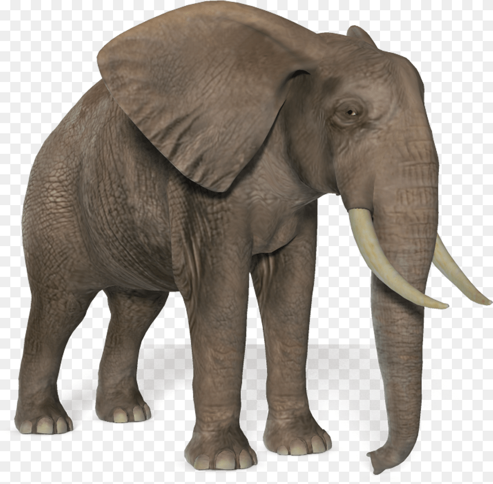 African Bush Elephant, Animal, Mammal, Wildlife Png Image