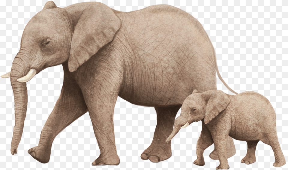 African Bush Elephant Illustration, Animal, Mammal, Wildlife Free Png