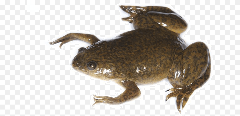 African Clawed Frog, Amphibian, Animal, Wildlife, Reptile Free Png Download