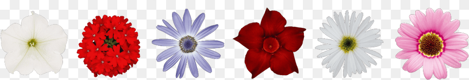 African Daisy, Anemone, Anther, Flower, Petal Png Image