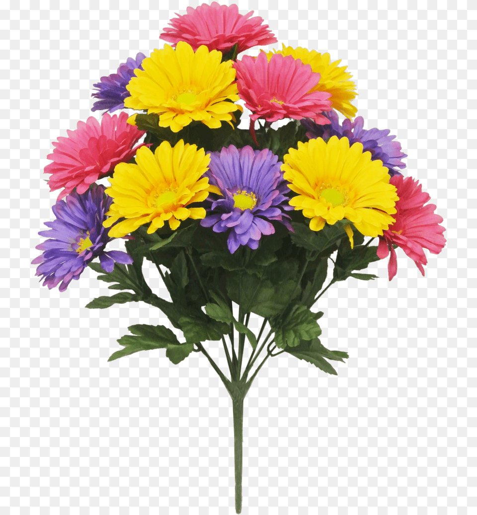 African Daisy, Flower, Flower Arrangement, Flower Bouquet, Plant Png Image