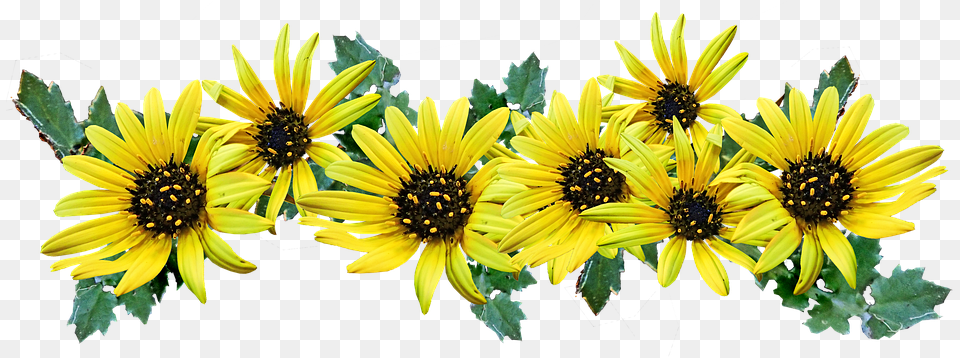 African Daisy, Flower, Plant, Sunflower, Pollen Free Png