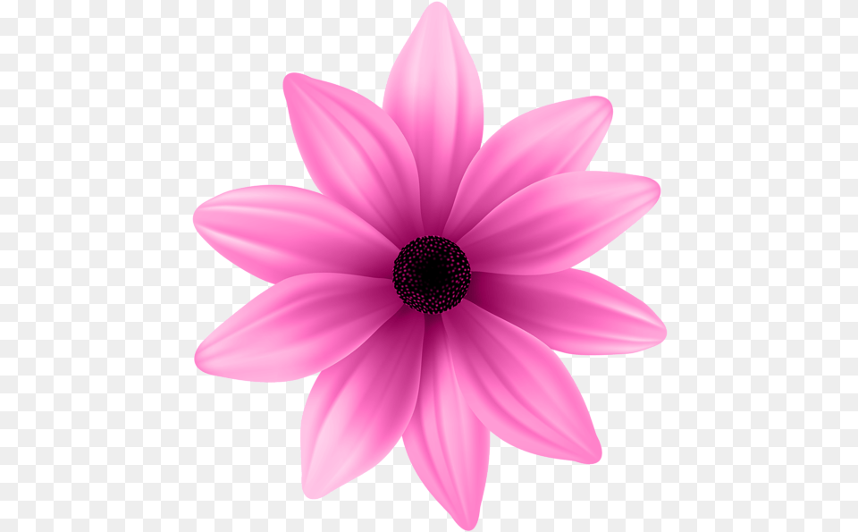 African Daisy, Anemone, Dahlia, Flower, Petal Free Png