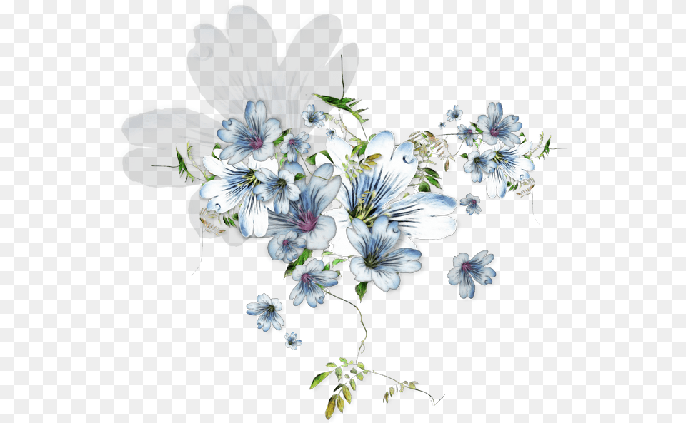African Daisy, Geranium, Plant, Flower, Flower Arrangement Png Image