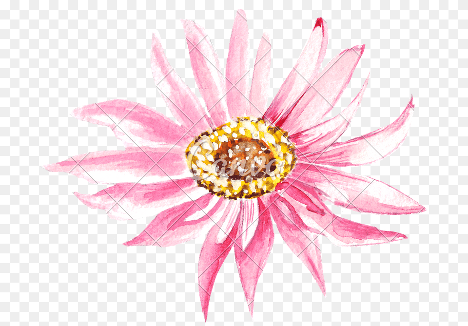 African Daisy, Lily, Flower, Plant, Pond Lily Png