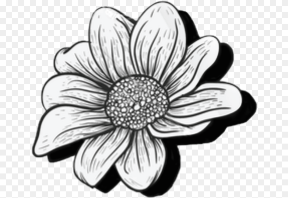 African Daisy, Anemone, Flower, Plant, Art Free Transparent Png