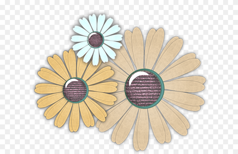 African Daisy, Flower, Plant Png