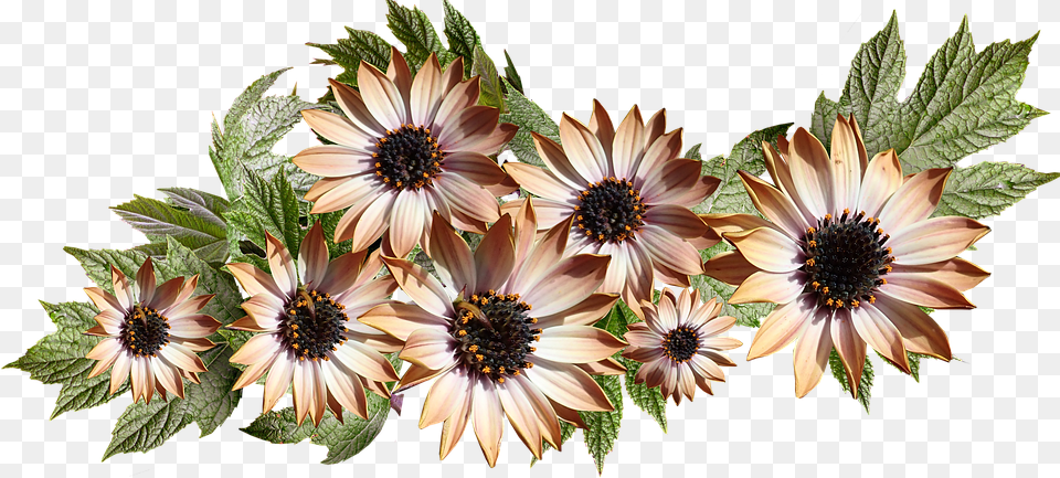 African Daisy, Plant, Flower, Herbs, Herbal Png