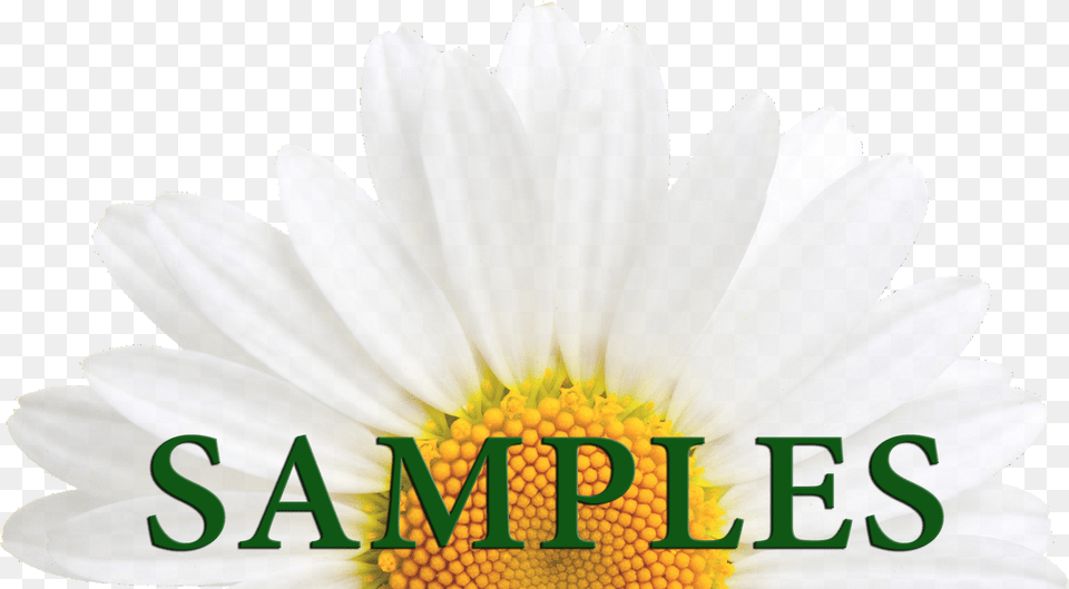 African Daisy, Anther, Flower, Plant, Petal Free Png