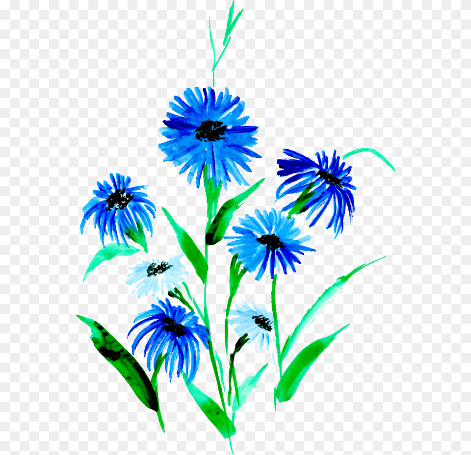 African Daisy, Flower, Plant, Petal, Herbal Free Png Download