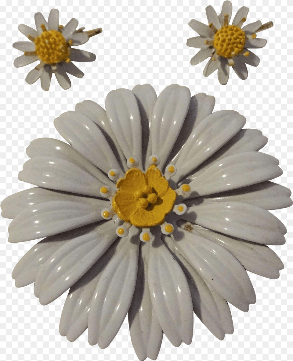 African Daisy, Flower, Plant, Petal, Chandelier Png Image