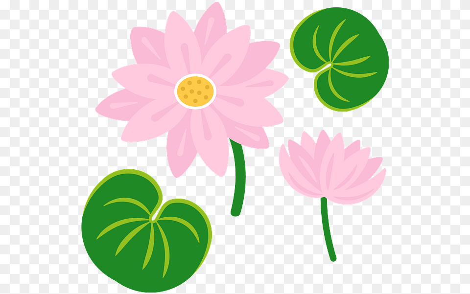 African Daisy, Dahlia, Flower, Plant, Petal Png Image