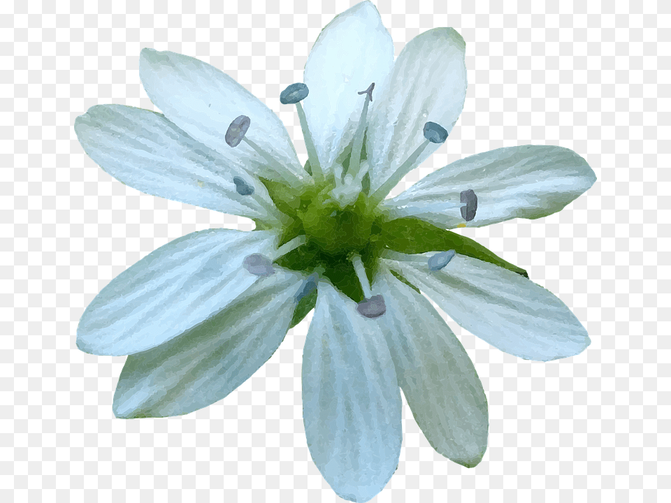 African Daisy, Anther, Plant, Petal, Flower Free Png