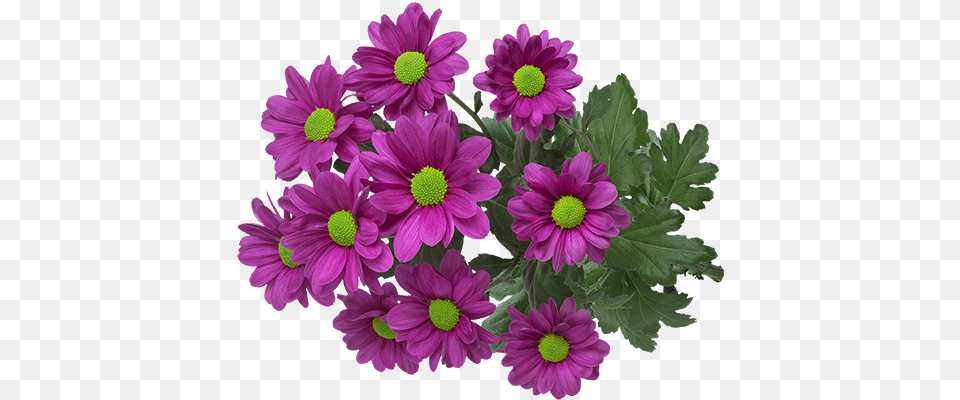 African Daisy, Anemone, Flower, Flower Arrangement, Flower Bouquet Png