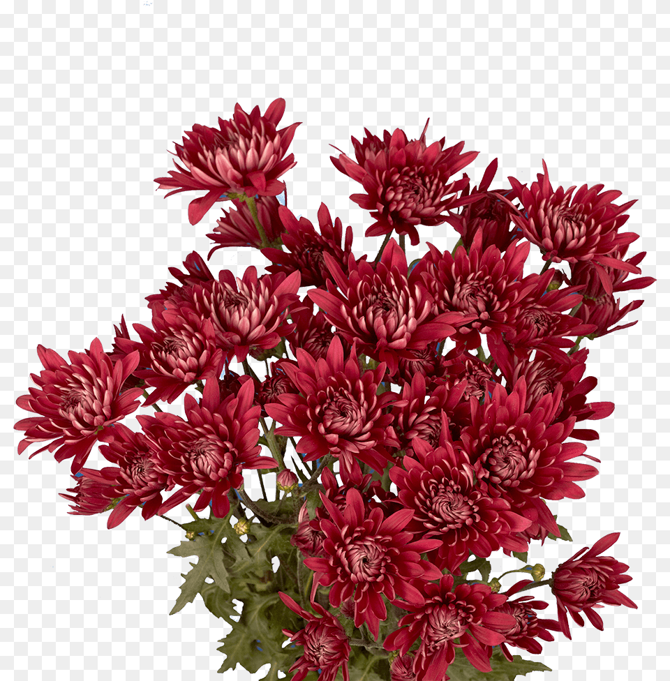 African Daisy, Dahlia, Flower, Flower Arrangement, Flower Bouquet Free Png