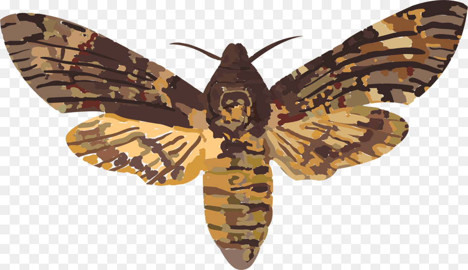 African Death39s Head Hawkmoth Hawk Moths Elephant Hawk Moth Death39s Head Hawk Moth Uk, Animal, Butterfly, Insect, Invertebrate Free Png
