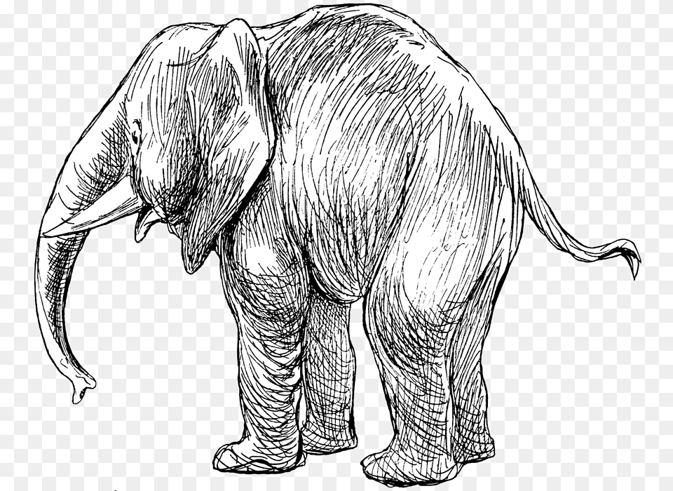 African Elephant, Art, Drawing, Animal, Mammal Png Image