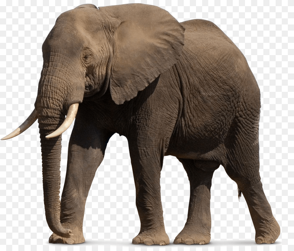 African Elephant, Animal, Mammal, Wildlife Free Transparent Png