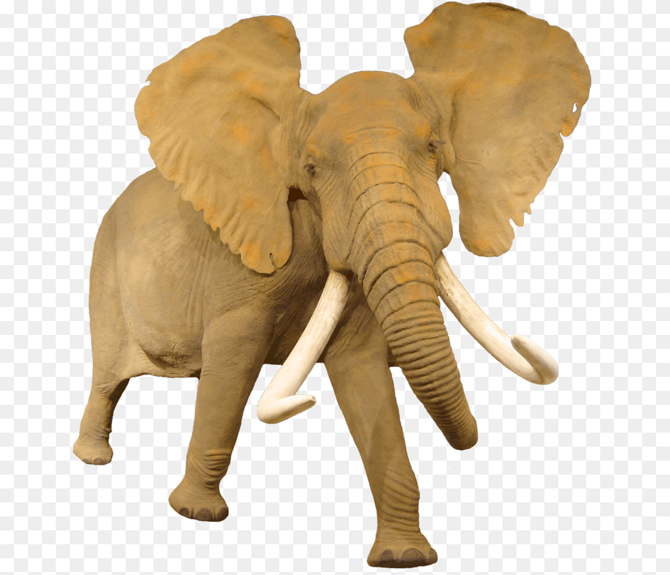 African Elephant African Elephant, Animal, Mammal, Wildlife, Ivory Free Png Download