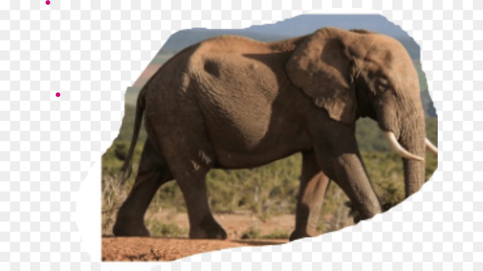 African Elephant Animal, Mammal, Wildlife Free Png
