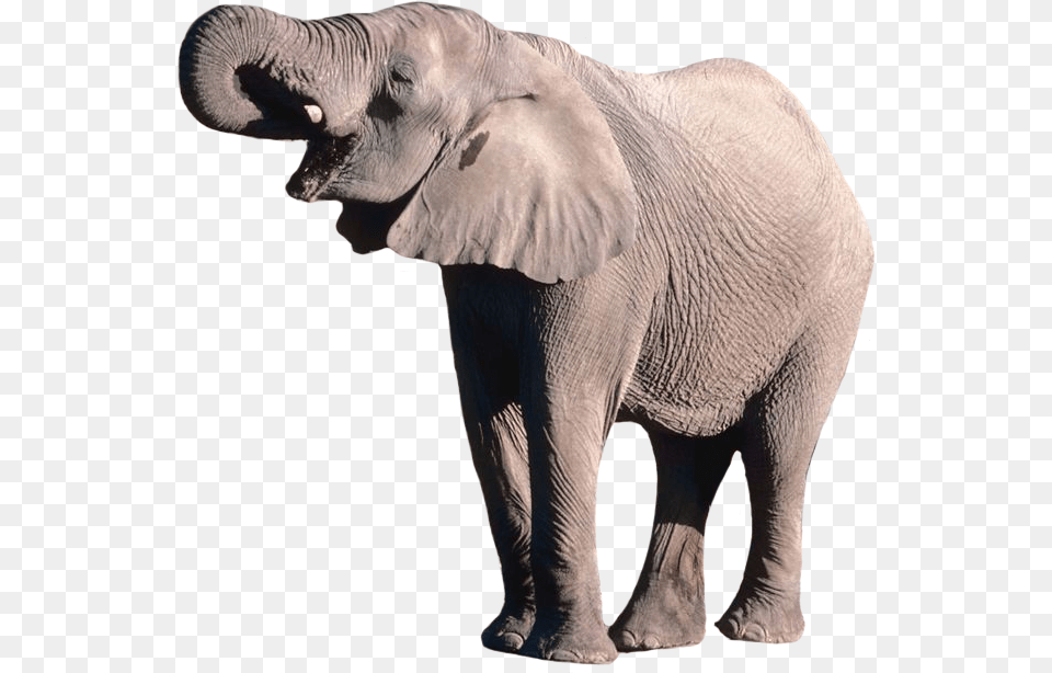 African Elephant Background, Animal, Mammal, Wildlife Png Image