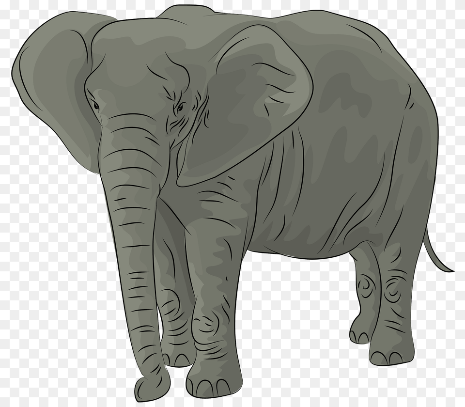 African Elephant Clipart, Animal, Mammal, Wildlife, Bear Png