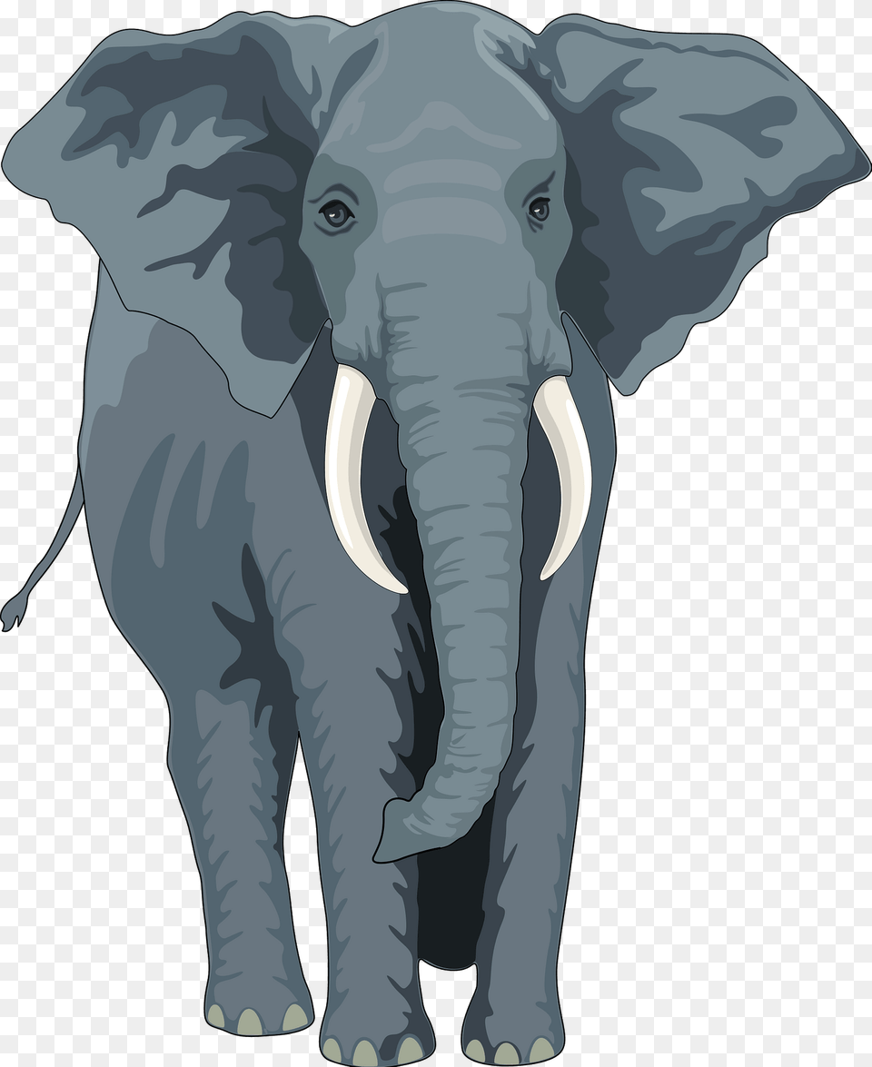 African Elephant Clipart, Person, Face, Head, Animal Png Image