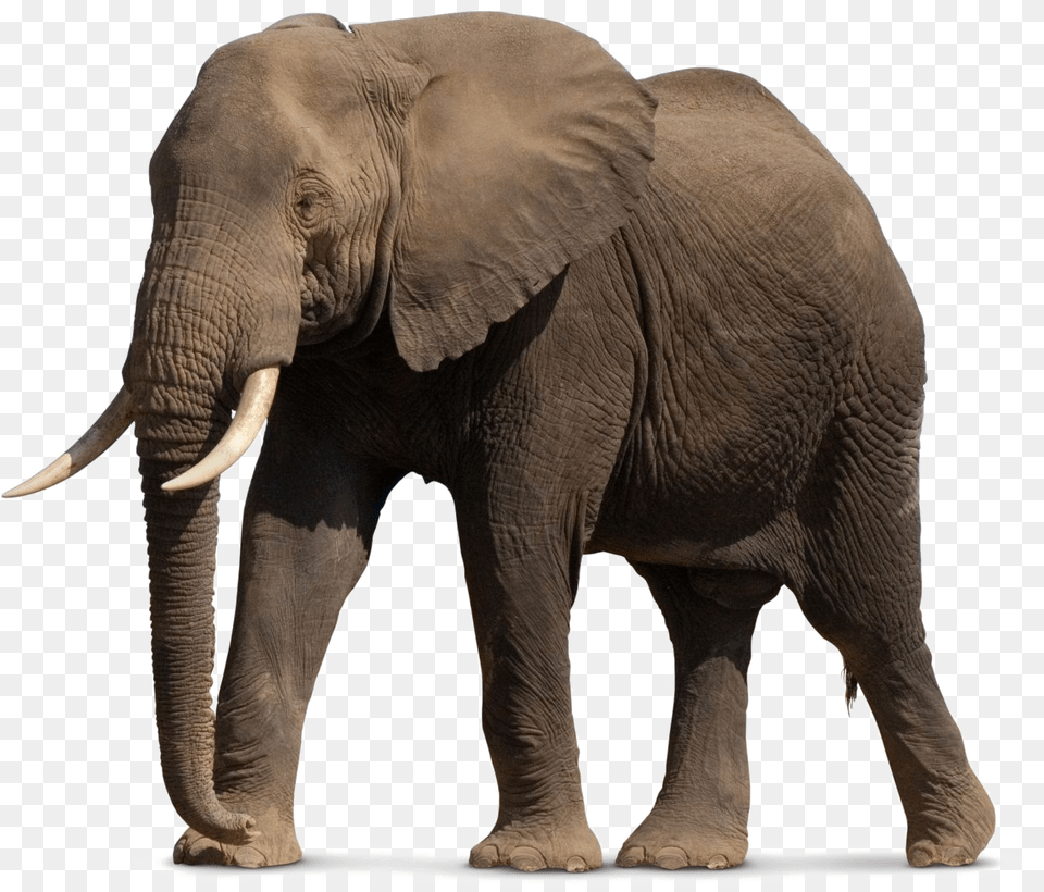 African Elephant File My First Touch And Feel Picture Cards Animals Book, Animal, Mammal, Wildlife Free Transparent Png