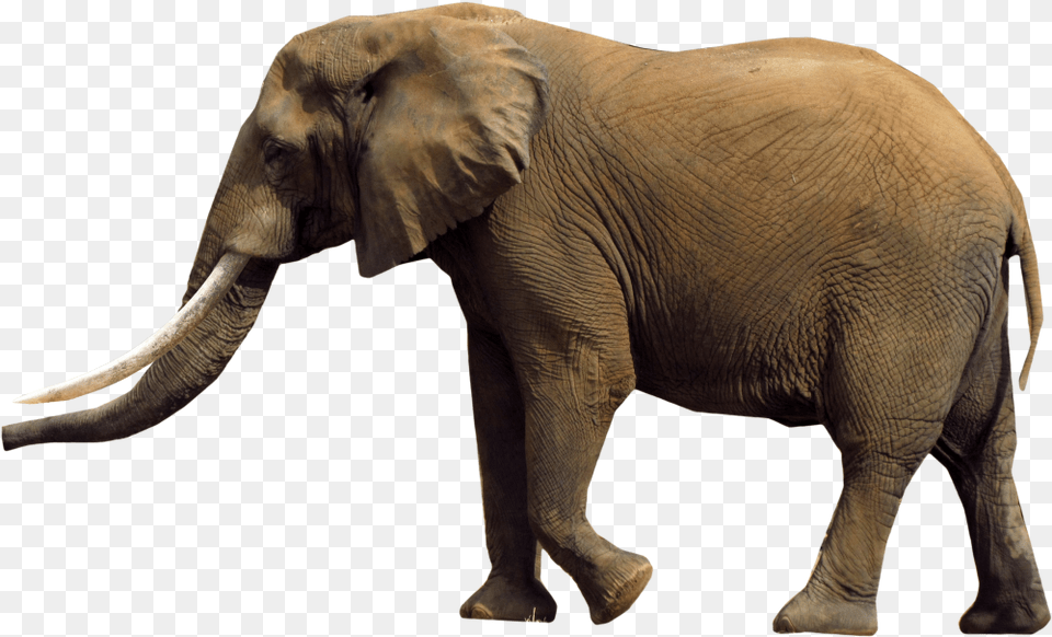 African Elephant Graph Of African Elephant Population, Animal, Mammal, Wildlife Png