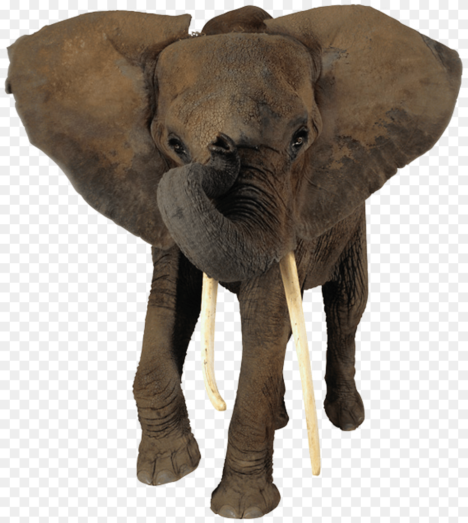 African Elephant Head Transparent Background African Elephant, Animal, Mammal, Wildlife Png Image