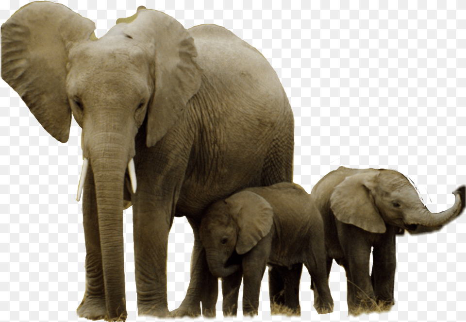 African Elephant Hwange National Park Asian Elephant Strong Herbivores, Animal, Mammal, Wildlife Png